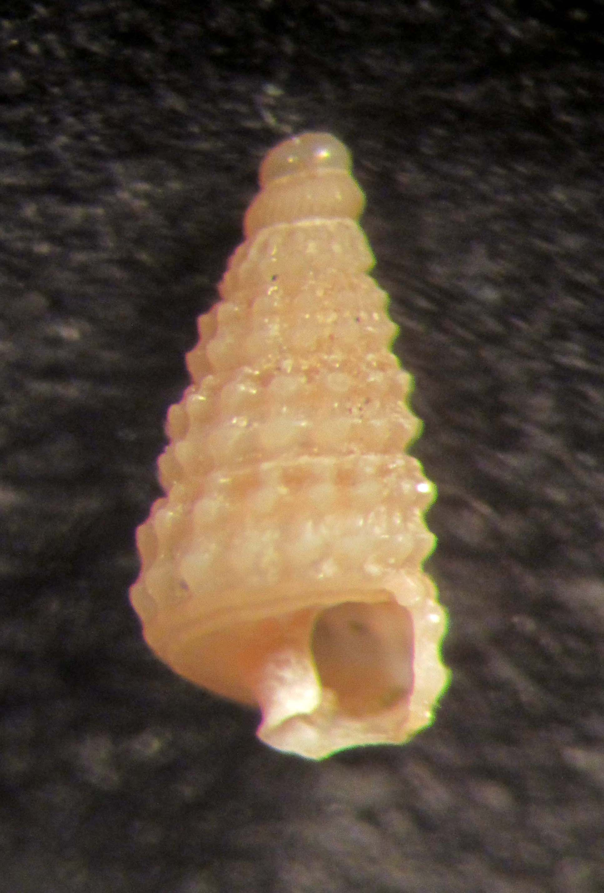 area balearica profonda